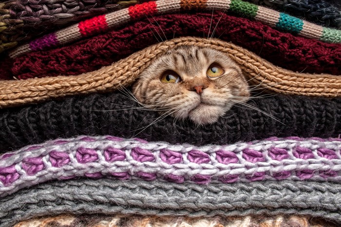 Cat peeking from a pile of knitted sweaters
