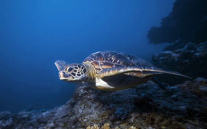 Green sea turtle swimming near coral reef
