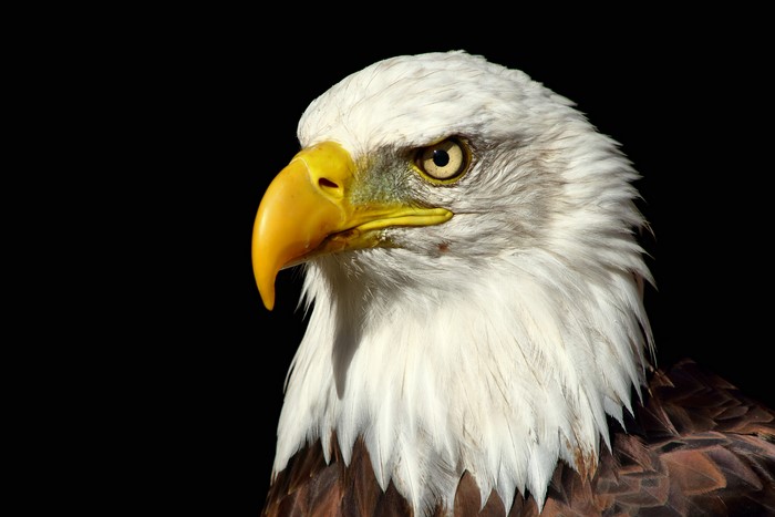 Bald Eagle head profile against black background