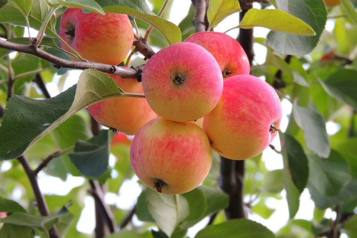 Apples on a branch