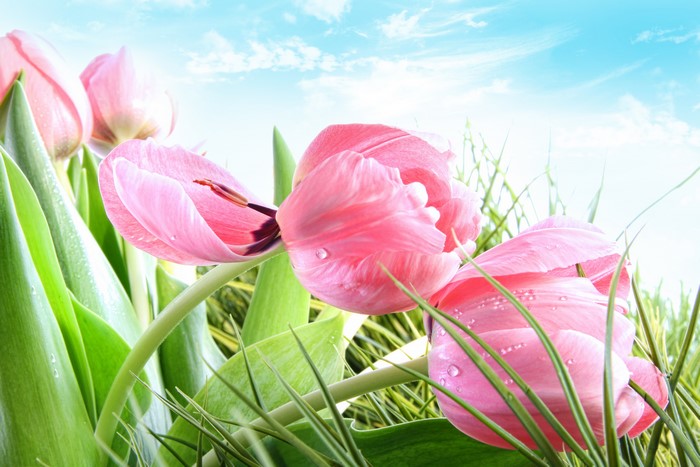 Pink Tulips with Water Drops and Blue Sky