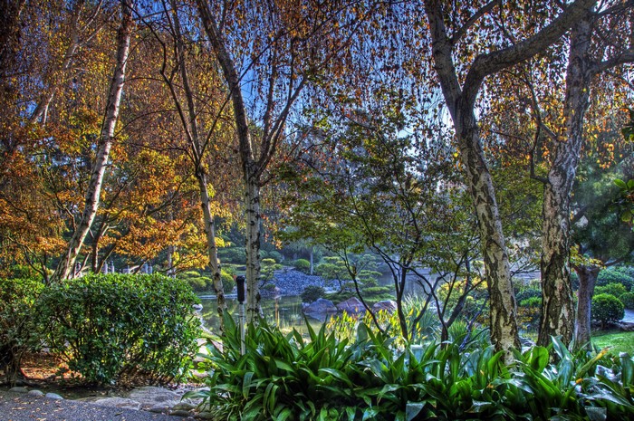 Earl Burns Miller Japanese Garden in Autumn