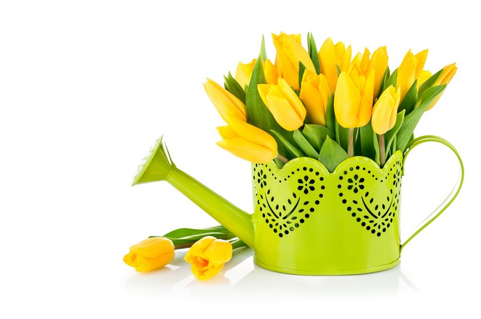 Yellow Tulips in a Green Watering Can