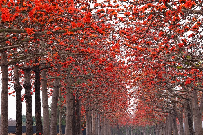 Avenue of trees with red flowers
