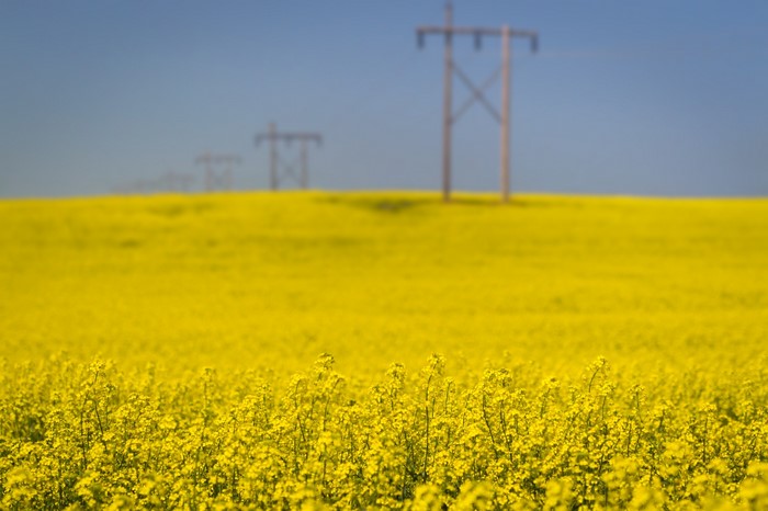 Field of yellow rapeseed flowers with power lines