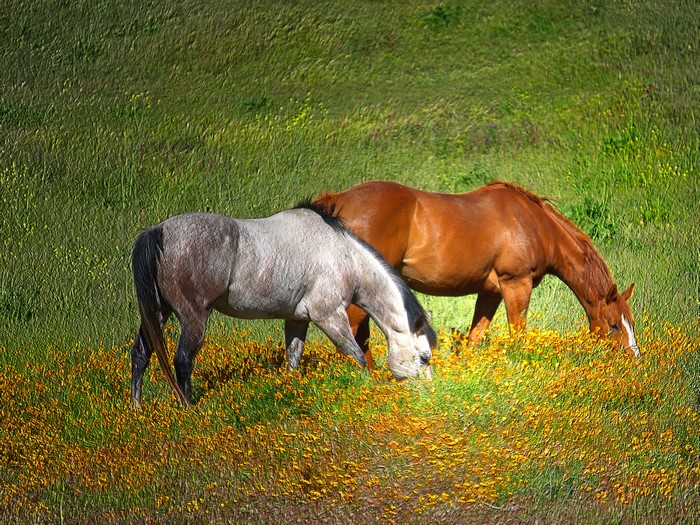 Two horses grazing in a field of wildflowers