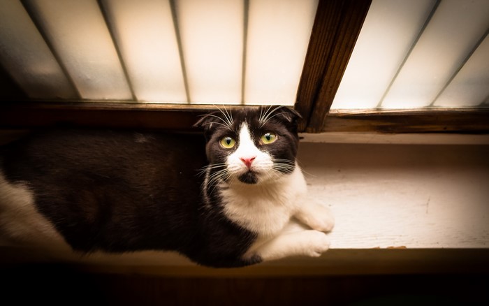 Black and white cat with green eyes looking up