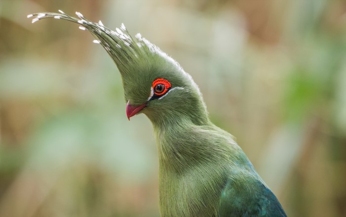 Green Turaco bird with red eye and crest