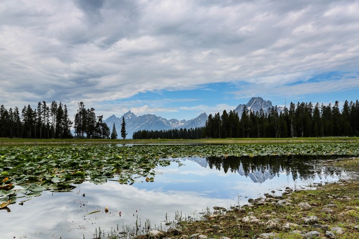 Grand Teton Mountains reflected in a lake with lily pads