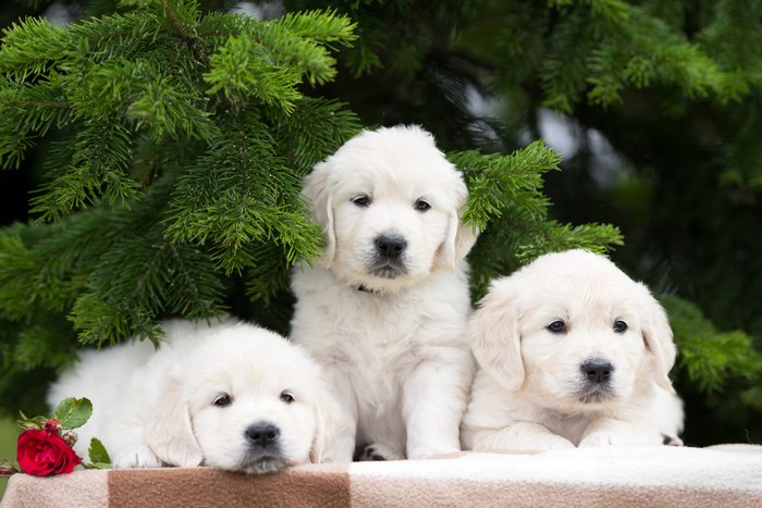 Three white Golden Retriever puppies under a pine tree