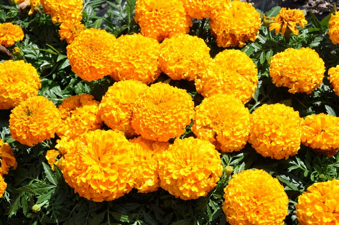 Close-up of bright yellow marigolds