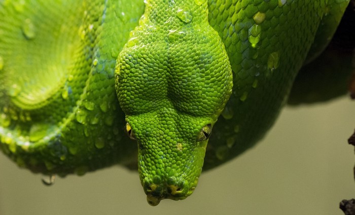 Green snake with water droplets