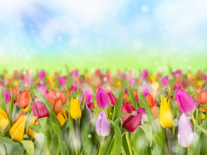 Field of Colorful Tulips with Sunny Sky
