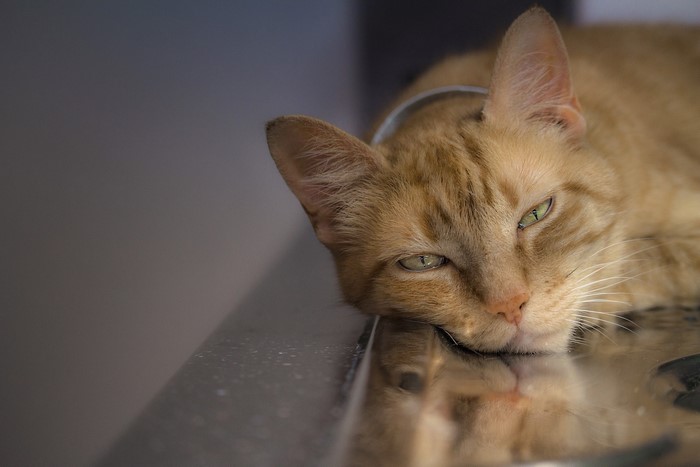 Ginger cat lying down with green eyes