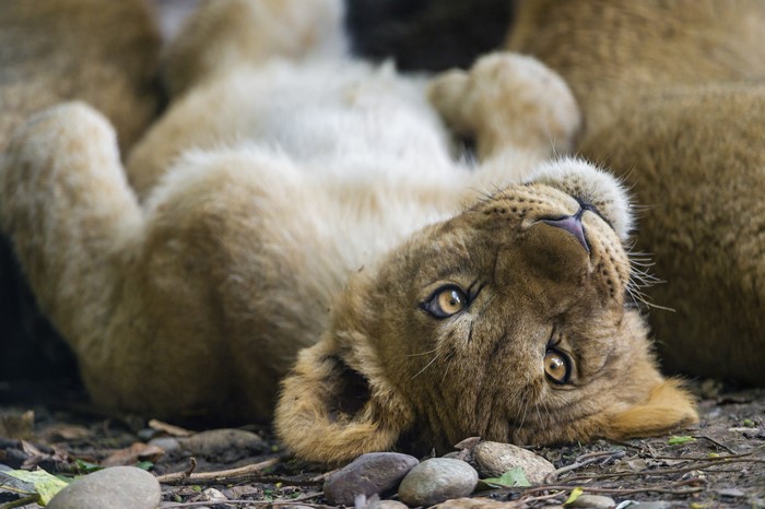 4K Lions Cubs Glance