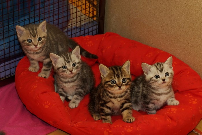 Four Tabby Kittens on a Red Bed