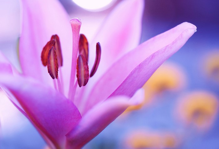 Close-up of a pink lily flower