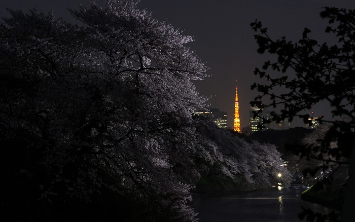 Tokyo at Night with Cherry Blossoms and Tokyo Tower