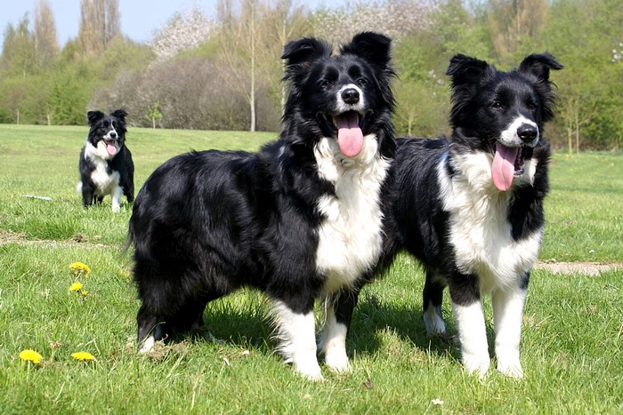 Three Border Collies in a Grassy Field