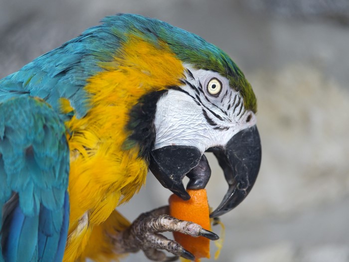 Blue and yellow macaw parrot eating a carrot