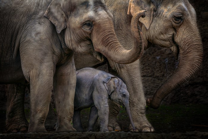 Three Elephants and a Calf