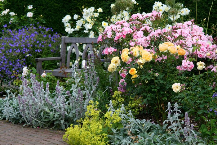 Garden with roses and a wooden bench