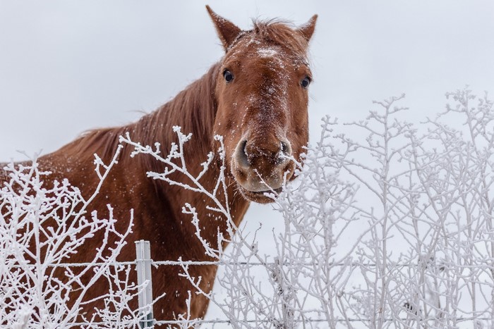Brown horse in winter with frost on branches