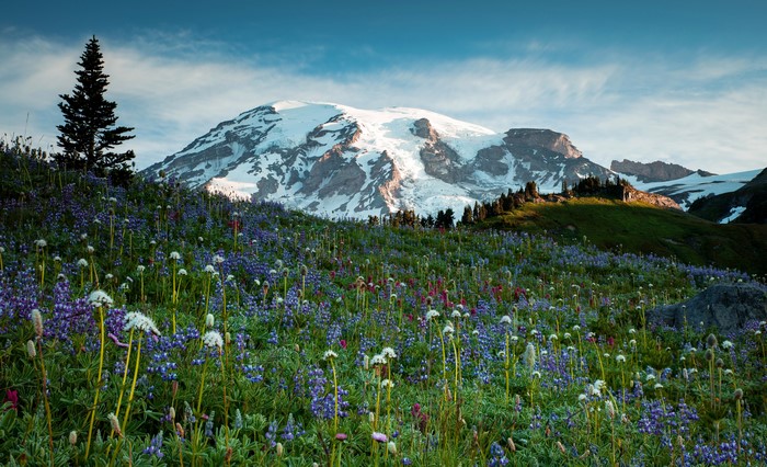 Mount Rainier National Park with Wildflowers