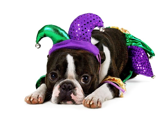 Boston Terrier dog wearing a jester costume