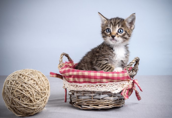 Kitten in a wicker basket with a ball of twine