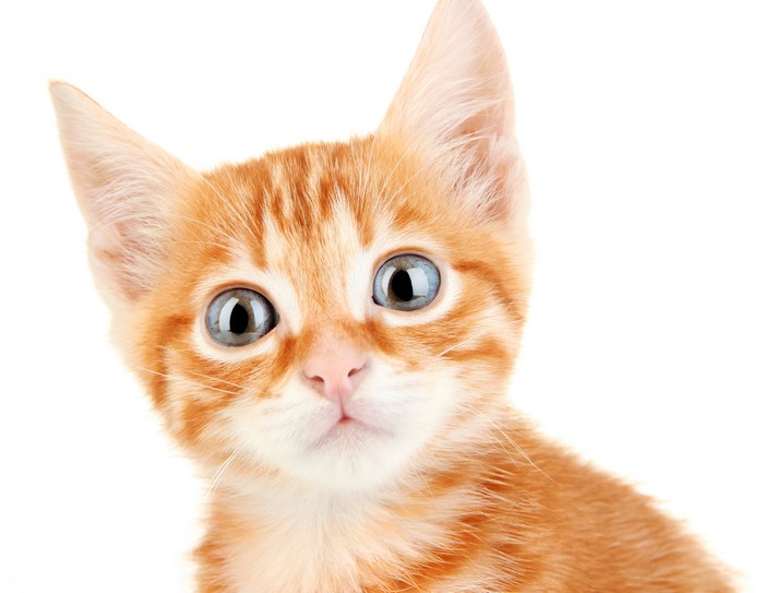 Ginger kitten with blue eyes