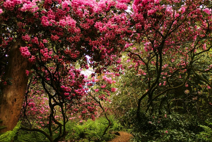 Park Seleger Moor, Switzerland, Flowering Trees