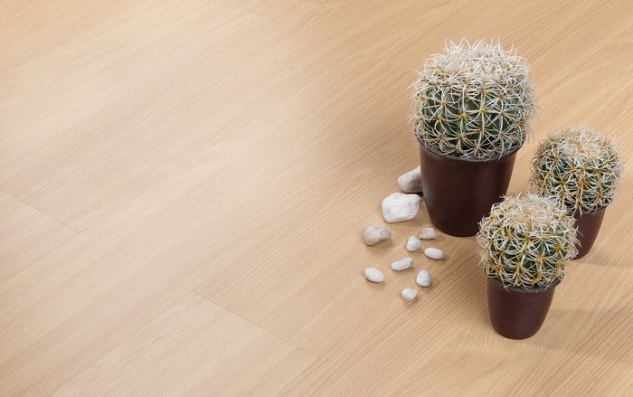 Three Cactuses in Pots with Stones