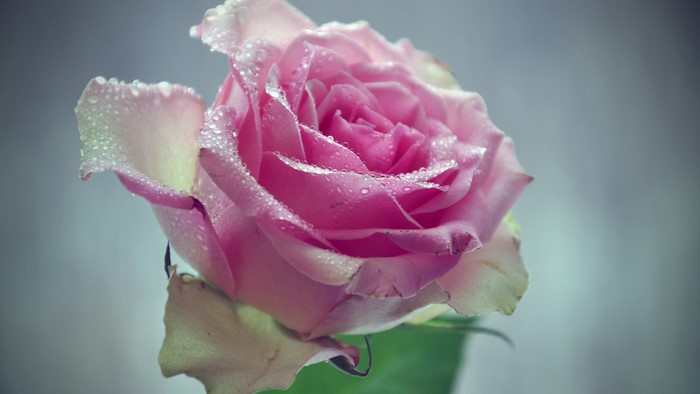 Pink rose with water droplets