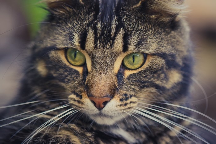 Close-up of a tabby cat's face