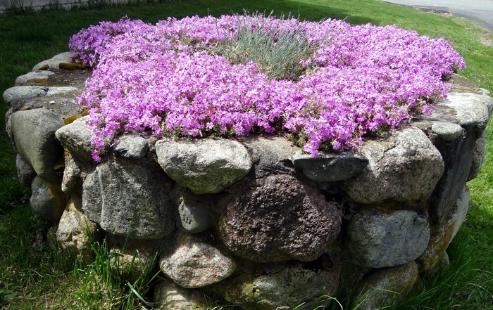 Stone planter with pink phlox flowers
