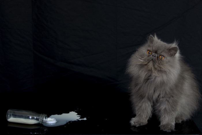 Persian Cat and Spilled Milk