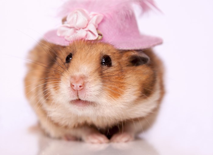 4K Hamster Wearing a Pink Hat