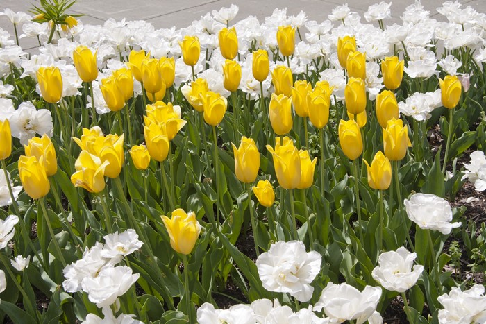 Yellow and white tulips in a garden