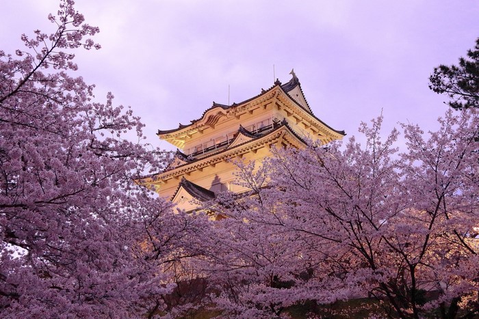 Japanese castle surrounded by cherry blossoms during spring