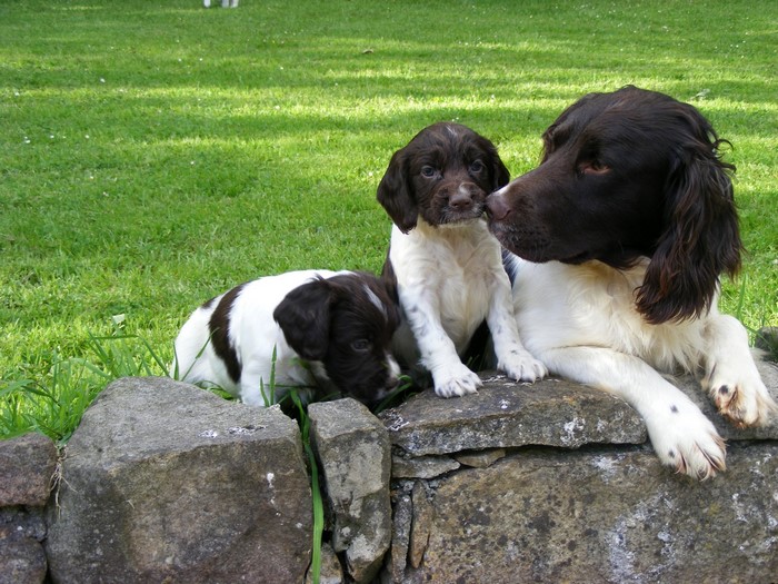 Three Springer Spaniel puppies and mother dog on stone wall