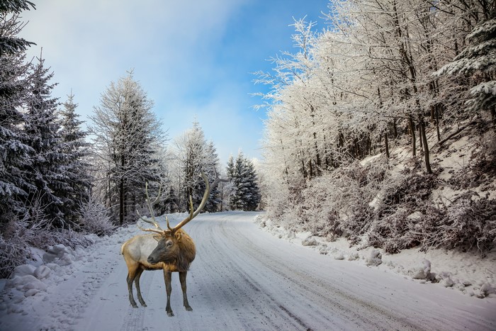 Deer on a snowy road in a winter forest