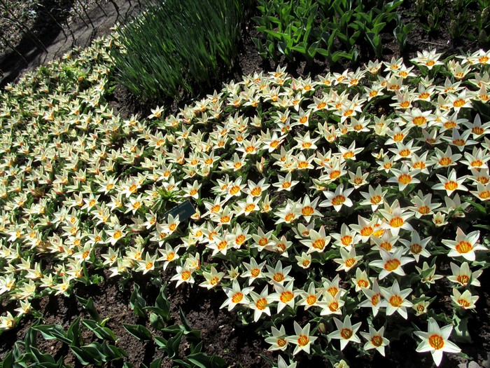 Field of white and yellow tulips
