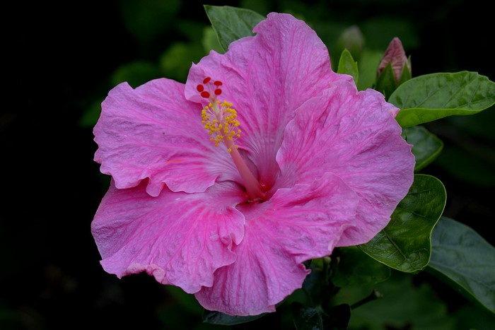 Pink Hibiscus flower with green leaves
