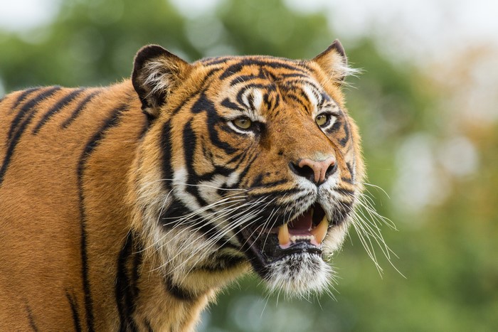 Tiger with open mouth