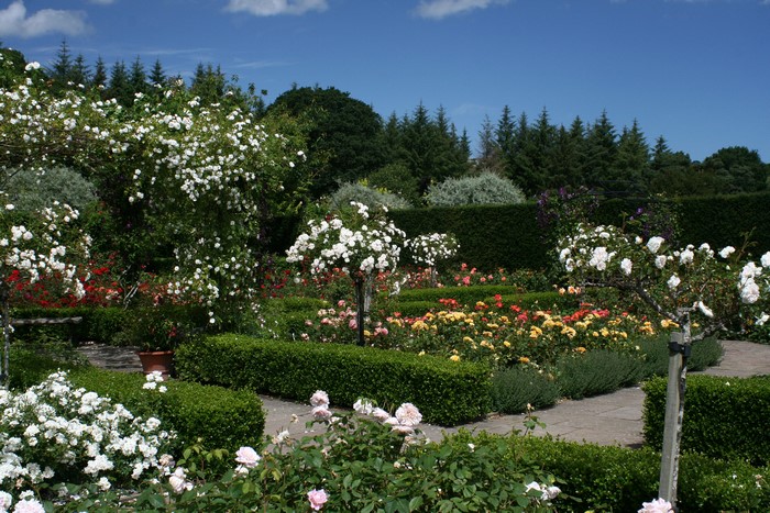 Rosemoor Gardens in Devon, England with blooming roses