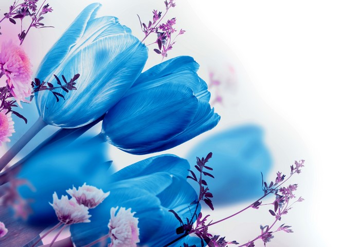 4K Light Blue Tulips and Flowers