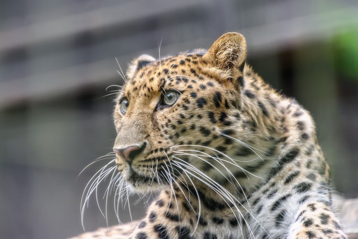 Close-up of a leopard's face with prominent whiskers