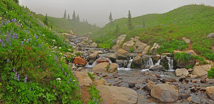 Mountain stream flowing through a meadow with wildflowers