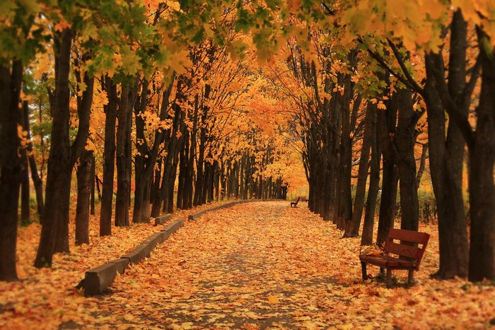 Autumn Avenue with Trees and Fallen Leaves